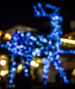 Reindeer of lights